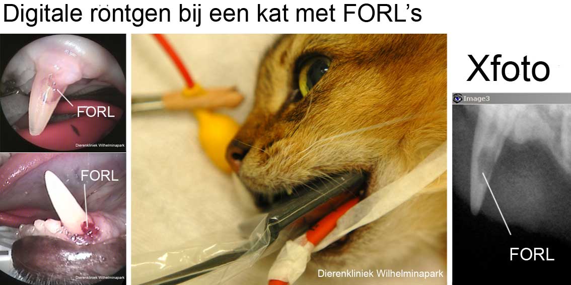 Met tandheelkundige rontgenapparatuur kunnen we snel de tanden en kiezen in beeld brengen